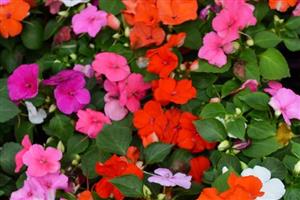 Mixed Impatiens