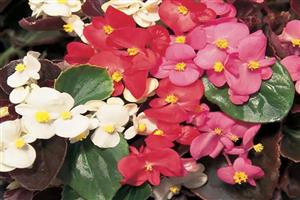 Mixed Begonias