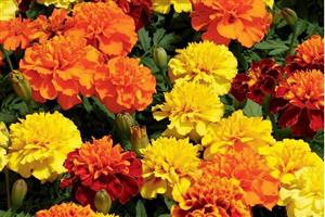 Marigolds