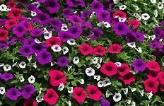 Petunias