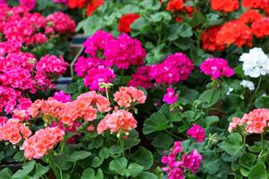 Potted Geraniums