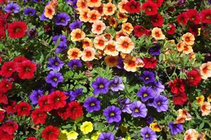 Hanging Calibrachoa Mix
