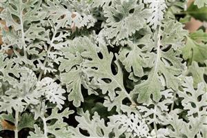 Dusty Miller