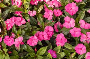 New Guinea Impatiens
