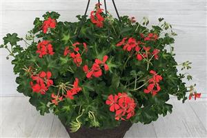 Hanging Ivy Geranium