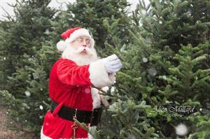 Santa choosing a Tree